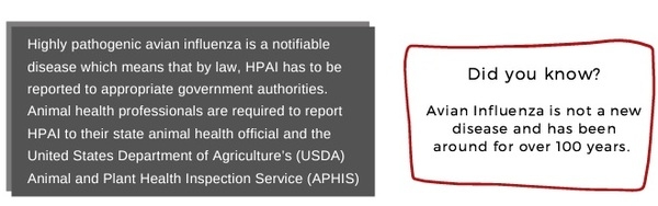 Avian Influenza - Image 3