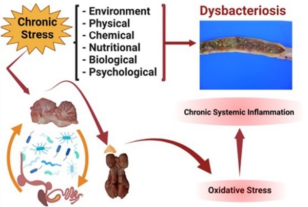 Restoring healthy gut microbiome in poultry using alternative feed additives with particular attention to phytogenic substances: Challenges and prospects - Image 1