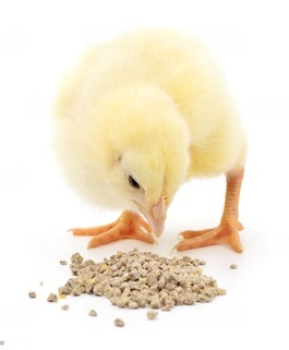 Energy - one of the most elusive and expensive nutrient for poultry - Image 2