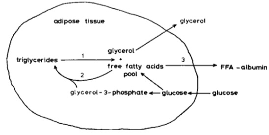 Do cows with similar body condition scores have similar fat reserves? - Image 4
