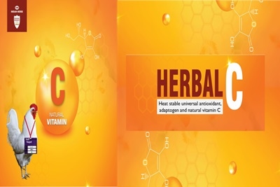 Reducing stress susceptibility in poultry with natural heat stable universal antioxidant and adaptogen ‘Herbal C’ - Image 4