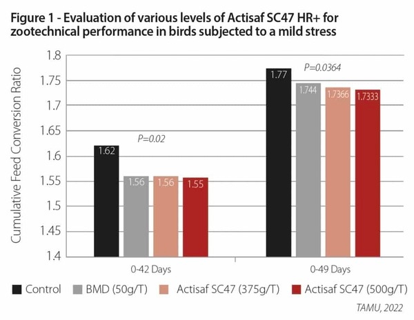Evaluation of Actisaf on full term broiler performance - Image 2