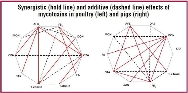 Polymycotoxicosis: Evaluation of its effect - Image 1