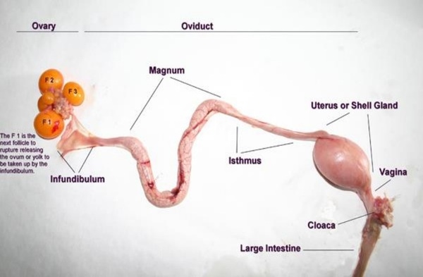 Folliculogenesis in Poultry - Image 1