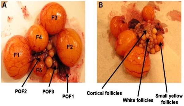 Folliculogenesis in Poultry - Image 4
