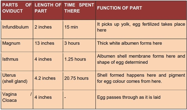 Folliculogenesis in Poultry - Image 2