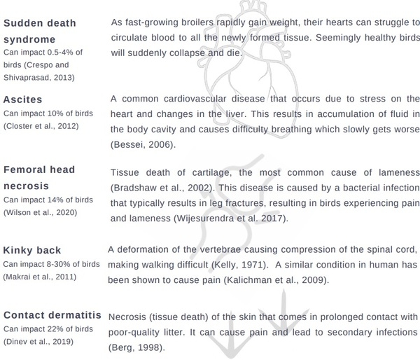 The welfare of broiler chickens part 1: impact of growth rate - Image 5