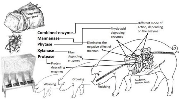 A systematic-review on the role of exogenous enzymes on the productive performance at weaning, growing and finishing in pigs - Image 3