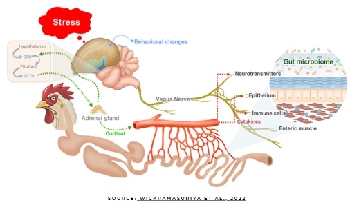 Tryptophan: The link between poultry welfare & nutrition - Image 5