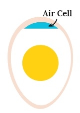 Optimizing Incubation Conditions for Chick Welfare - Image 7