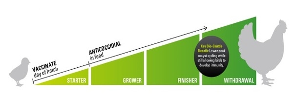Coccidiosis in poultry - Image 3