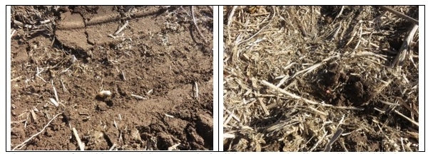 Photographic demonstration to stablish wheat on guar Cyamopsis tetragonoloba with agricultural irrigation, implementing a technological package using sustainable agronomic practices - Image 6