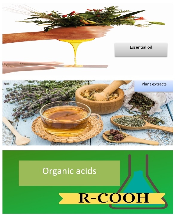 Animal Nutrition, A Modern Approach - Image 1