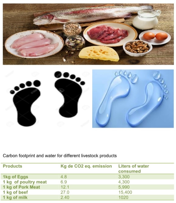 Animal Nutrition, A Modern Approach - Image 3