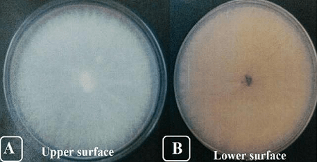 Identification and Production of Beauvericin by Fusarium subglutinansand F. sacchari from Sugarcane - Image 1