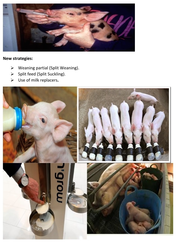 Rations for Early Weaned Pig - Image 5