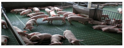 Rations for Early Weaned Pig - Image 1
