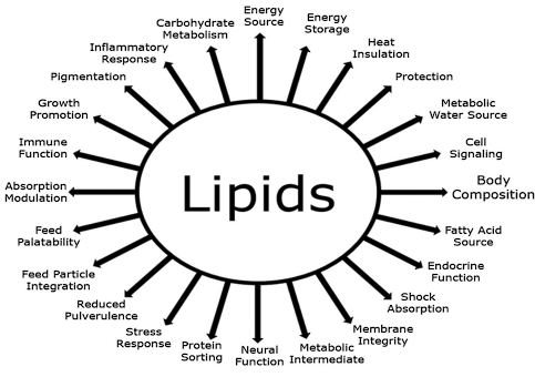 Physiology of lipid digestion and absorption in poultry: An updated review on the supplementation of exogenous emulsifiers in broiler diets - Image 1