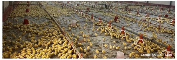 Stocking Density and Broiler Behavior - Image 1