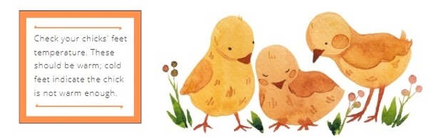 Starting off right: Ensuring chick welfare - Image 6