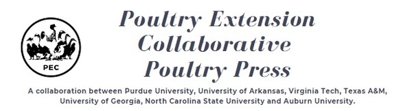 Starting off right: Ensuring chick welfare - Image 1