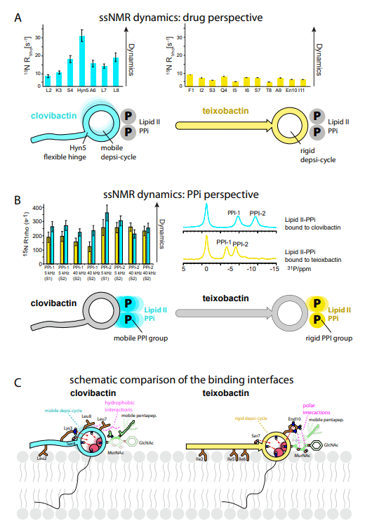 Figure S8. Comparison of the clovibactin-lipid II and teixobactin-lipid II interfaces, related to Figure 5