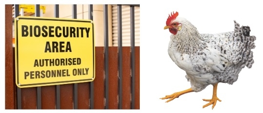 Biosecurity for your chicken’s health - Image 2