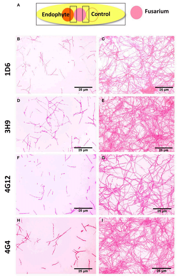FIGURE 4 | Microscopic in vitro interactions between each anti-fungal endophyte and F. graminearum. (A) Cartoon of the experimental methodology to examine microscopic in vitro interactions between F. graminearum (pink) and each endophyte (orange) or the buffer control (LB medium). The microscope slides were pre-coated with PDA and incubated for 24 h. F. graminearum hyphae were then stained with neutral red. Shown are representative microscope slide pictures (n = 3) of the interactions between F. graminearum and: (B) Strain 1D6 compared to (C) the buffer control; (D) Strain 3H9 compared to (E) the buffer control; (F) Strain 4G12 compared to (G) the buffer control; (H) Strain 4G4 compared to (I) the buffer control.