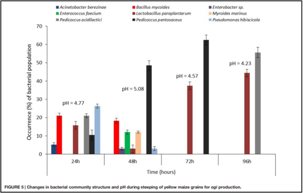 Bacterial Diversity and Mycotoxin Reduction During Maize Fermentation (Steeping) for Ogi Production - Image 7