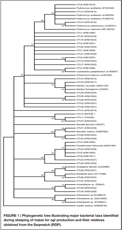 Bacterial Diversity and Mycotoxin Reduction During Maize Fermentation (Steeping) for Ogi Production - Image 3