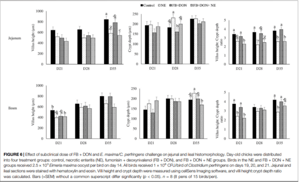 Subclinical Doses of Combined Fumonisins and Deoxynivalenol Predispose Clostridium perfringens–Inoculated Broilers to Necrotic Enteritis - Image 10