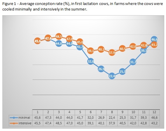 How intensive cooling in summer affects fertility of young and adult cows? - Image 1