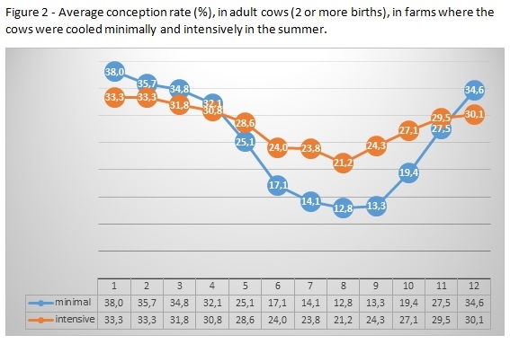 How intensive cooling in summer affects fertility of young and adult cows? - Image 2