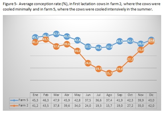 How intensive cooling in summer affects fertility of young and adult cows? - Image 5