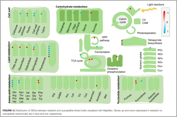 Genomics and Pathways Involved in Maize Resistance to Fusarium Ear Rot and Kernel Contamination With Fumonisins - Image 5