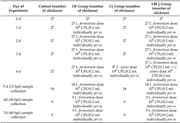 Effects of Lactobacillus Fermentum Supplementation on Body Weight and Pro-Inflammatory Cytokine Expression in Campylobacter Jejuni-Challenged Chickens - Image 1