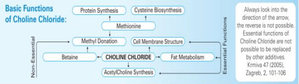 Crafting a Symphony of Poultry Health and Production with Choline - Image 2