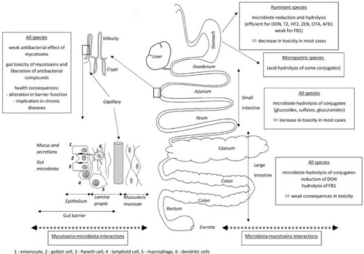 Mycotoxin and Gut Microbiota Interactions - Image 1
