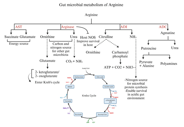 FIGURE 5 Different pathways of arginine catabolism in gut microbiota. Created with BioRender.com (16 September 2023).