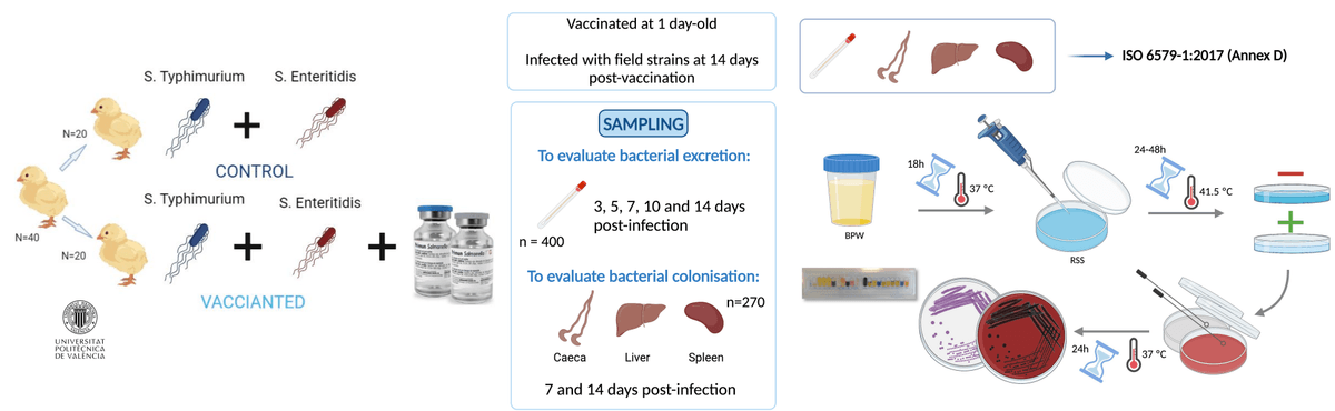 Protection conferred by the combined use of a mixture of two attenuated Salmonella Enteritidis and Salmonella Typhimurium vaccines against a double infection with both serovars - Image 1
