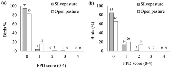 Effect of silvopasture system on fearfulness and leg health in fast-growing broiler chickens - Image 4