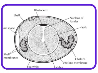 Proper Handling for Safe Eggs - Image 2