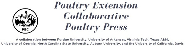 On-Farm Hatching of Broiler Chicks: An Overview - Image 1