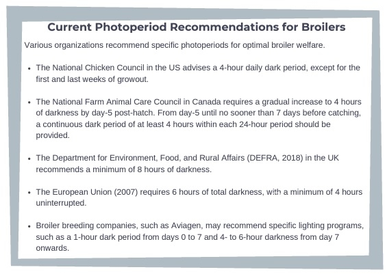 Effects of Day-length (Photoperiod) on Broiler Welfare - Image 3