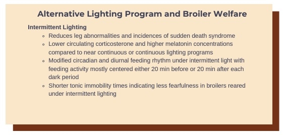 Effects of Day-length (Photoperiod) on Broiler Welfare - Image 5
