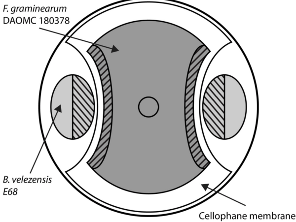 Comparative transcriptome analysis reveals the biocontrol mechanism of Bacillus velezensis E68 against Fusarium graminearum DAOMC 180378, the causal agent of Fusarium head blight - Image 1