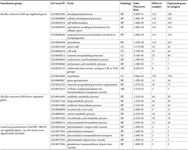 Comparative transcriptome analysis reveals the biocontrol mechanism of Bacillus velezensis E68 against Fusarium graminearum DAOMC 180378, the causal agent of Fusarium head blight - Image 7