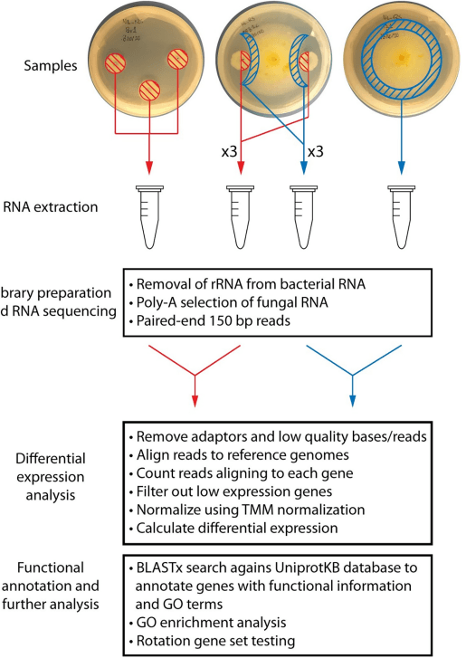 Comparative transcriptome analysis reveals the biocontrol mechanism of Bacillus velezensis E68 against Fusarium graminearum DAOMC 180378, the causal agent of Fusarium head blight - Image 2