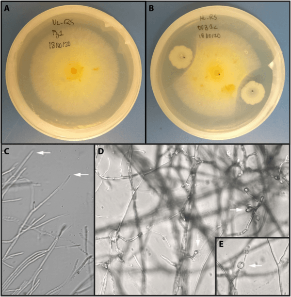 Comparative transcriptome analysis reveals the biocontrol mechanism of Bacillus velezensis E68 against Fusarium graminearum DAOMC 180378, the causal agent of Fusarium head blight - Image 4