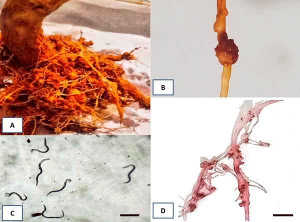 Fig 2. Representative pictures of disease symptoms caused by juveniles of the root-knot nematode M. incognita. (A) Large root galls or knots were formed throughout the root system of eggplants infected by M. incognita. (B) A closed up picture of a root gall. (C) Juveniles in J2 stage. Scale bar = 200 μm. (D) Egg mass on infected roots. Scale bar = 10 mm.